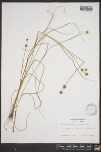 Juncus scirpoides image