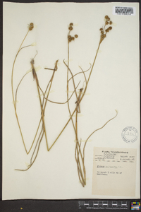 Juncus scirpoides image