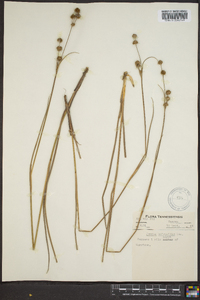 Juncus scirpoides image