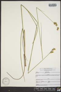 Juncus scirpoides image