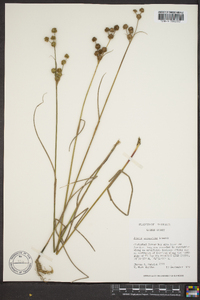 Juncus scirpoides image