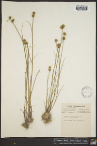 Juncus scirpoides image