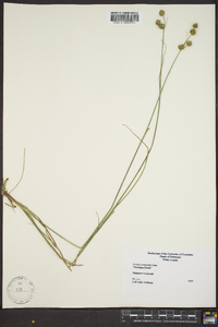 Juncus scirpoides image