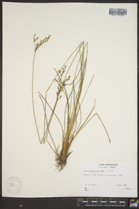 Juncus secundus image