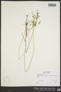 Juncus secundus image