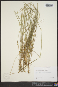 Juncus secundus image