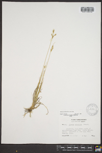 Juncus secundus image