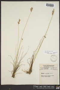 Juncus secundus image