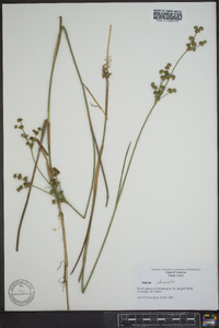 Juncus subcaudatus image