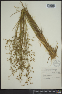 Juncus subcaudatus image