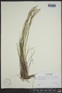 Juncus subcaudatus image