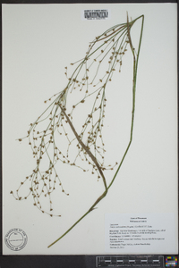 Juncus subcaudatus image