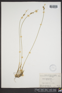 Juncus arcticus image