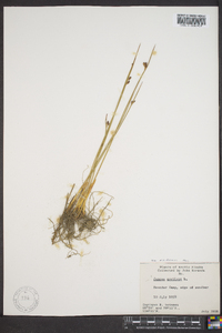 Juncus arcticus subsp. alaskanus image