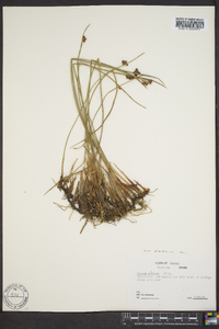 Juncus arcticus image