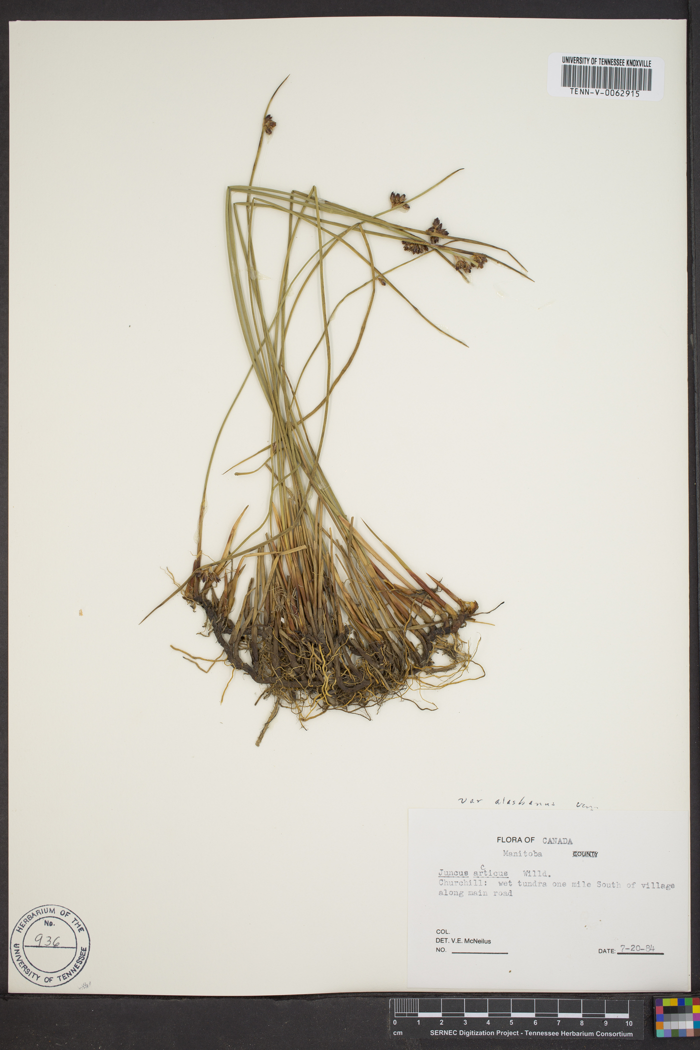 Juncus arcticus subsp. alaskanus image