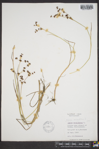 Juncus articulatus image