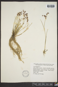 Juncus articulatus image