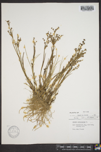 Juncus articulatus image