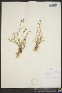 Juncus articulatus image