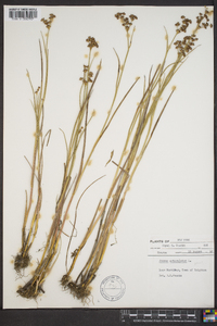 Juncus articulatus image