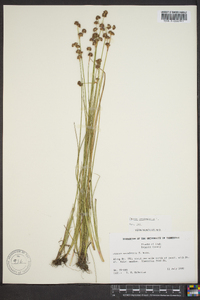 Juncus articulatus image