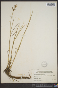 Juncus articulatus image