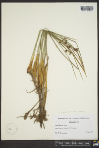 Juncus balticus subsp. balticus image