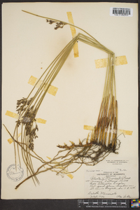 Juncus balticus subsp. littoralis image