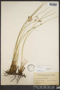 Juncus balticus subsp. balticus image