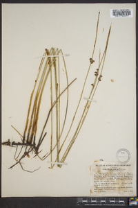 Juncus balticus subsp. littoralis image