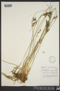 Juncus balticus subsp. littoralis image