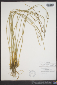 Juncus balticus subsp. littoralis image