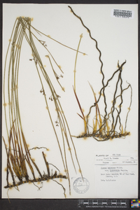 Juncus balticus subsp. littoralis image