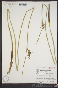 Juncus balticus subsp. ater image