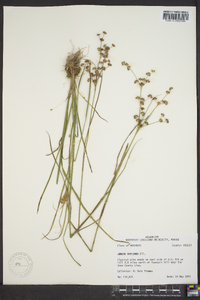 Juncus biflorus image