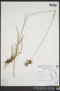 Juncus biflorus image