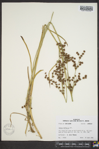 Juncus biflorus image