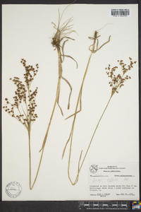 Juncus biflorus image