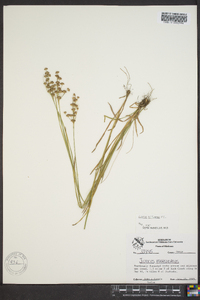 Juncus biflorus image