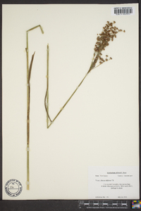 Juncus biflorus image