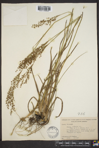 Juncus biflorus image