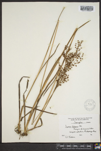 Juncus biflorus image