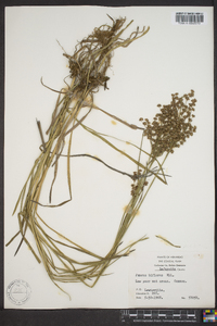 Juncus biflorus image