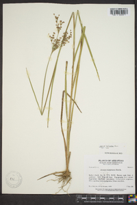 Juncus biflorus image