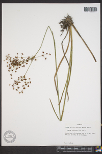 Juncus biflorus image