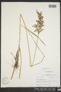 Juncus biflorus image