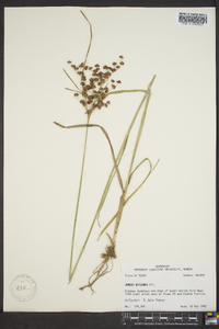 Juncus biflorus image