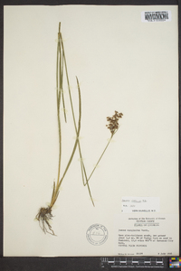 Juncus biflorus image