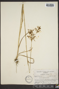 Juncus biflorus image